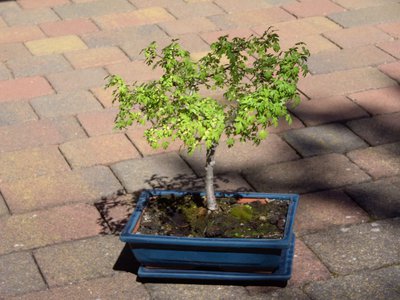 Bonsai Weißdorn.jpg