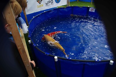 Big-Koi1.jpg