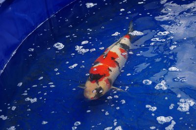 Big-Koi3.jpg