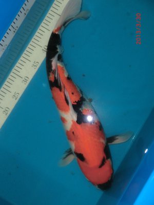 Showa - Sakuma - Sansai - 57cm  April 2013 - 02.jpg