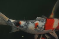 koi DSC_1019.jpg