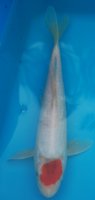TanchoKohaku2010cm18.jpg