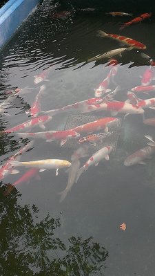 IMAG0382.jpg