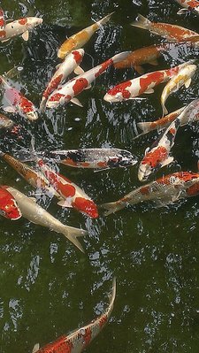 IMAG0387.jpg
