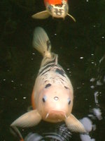 unsere koi am 29august 2010 029.jpg