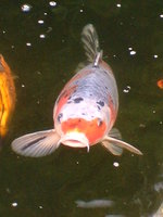 unsere koi am 29august 2010 031.jpg