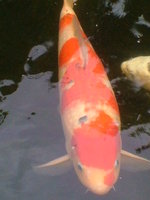 unsere koi am 29august 2010 039.jpg