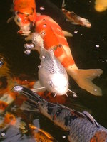 unsere koi am 29august 2010 048.jpg