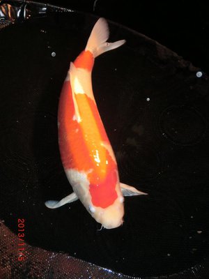 kohaku_-_sakuma_-_sansai_63cm_november_2013_a_245.jpg
