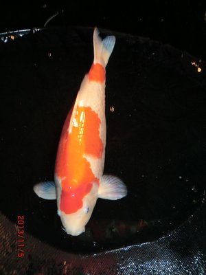 kohaku_-_sakuma_-_sansai_63cm_november_2013_b_197.jpg