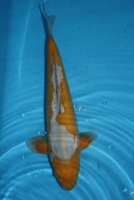 takahashi_38_cm__doits_ochiba_nisai_t45.jpg