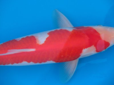 Kohaku - Yoshikigoi - Nisai DETAIL.jpg