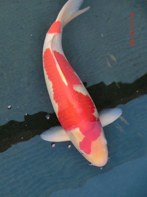Yoshikigoi - Kohaku - 47cm - 01.jpg