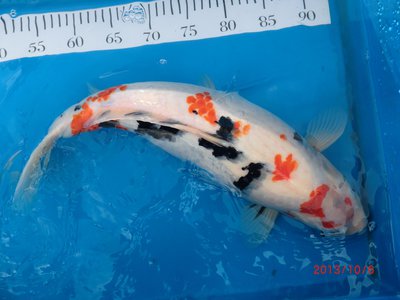 Sanke - Yoshikigoi - 01.JPG