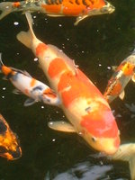 unsere koi am 29august 2010 038.jpg