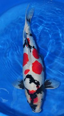 Doitsu Showa 64 - Yonsai - Shinoda.jpg