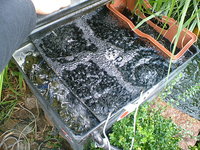 unsere koi am 29august 2010 015.jpg