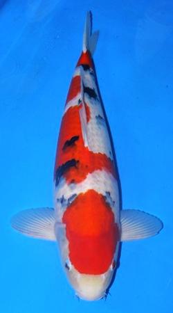 Sanke 70 - Sansai - Marudo.jpg