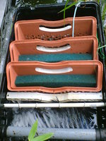 unsere koi am 29august 2010 001.jpg