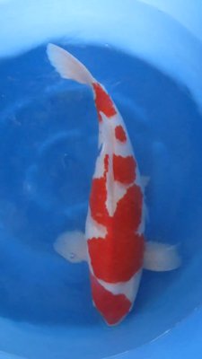 Kohaku - Nisai - 51cm - 01.jpg