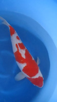 Kohaku - Nisai - 51cm - 02.jpg