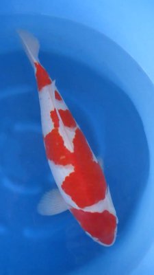 Kohaku - Nisai - 51cm - 03.jpg