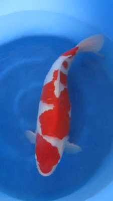 Kohaku - Nisai - 51cm - 04.jpg