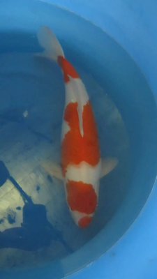 Kohaku - Nisai - 47cm - 03.jpg