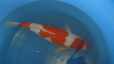 Kohaku - Nisai - 47cm - 04.jpg