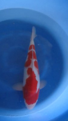 Kohaku - Nisai - 46cm - 01.jpg