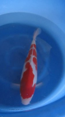 Kohaku - Nisai - 46cm - 02.jpg