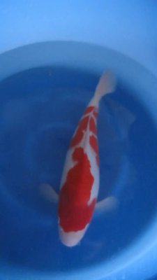 Kohaku - Nisai - 46cm - 03.jpg