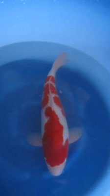 Kohaku - Nisai - 46cm - 04.jpg