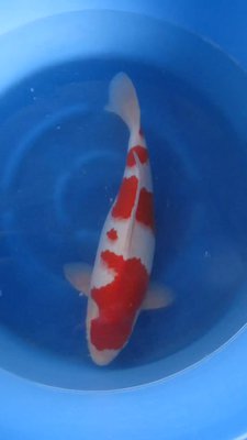 Kohaku - Nisai - 47cm - 01.jpg