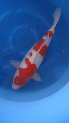 Kohaku - Nisai - 47cm - 02.jpg