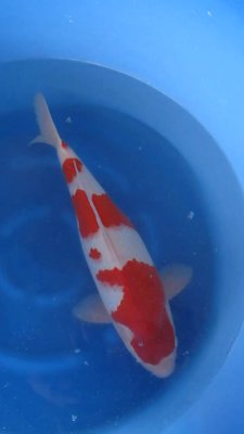 Kohaku - Nisai - 47cm - 03.jpg