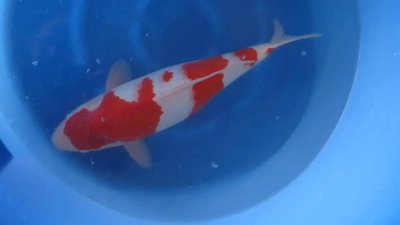 Kohaku - Nisai - 47cm - 04.jpg