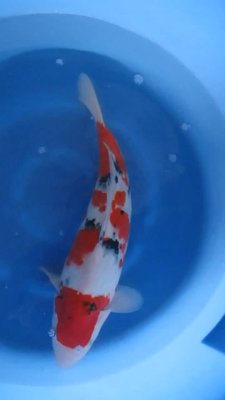 Sanke - Nisai - 50cm 01.jpg