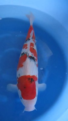 Sanke - Nisai - 50cm 02.jpg