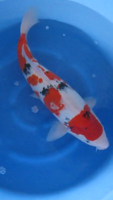 Sanke - Nisai - 50cm 03.jpg