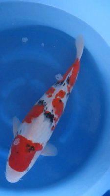 Sanke - Nisai - 50cm 04.jpg