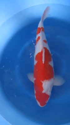 Kohaku - Nisai - 51cm - 01.jpg