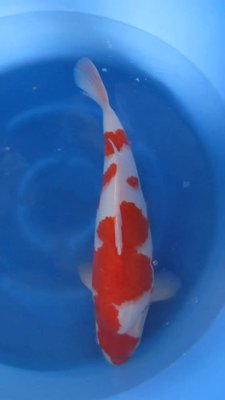 Kohaku - Nisai - 51cm - 02.jpg