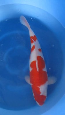 Kohaku - Nisai - 51cm - 03.jpg