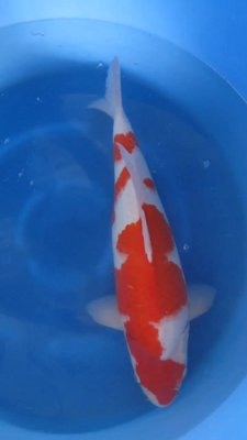 Kohaku - Nisai - 51cm - 04.jpg