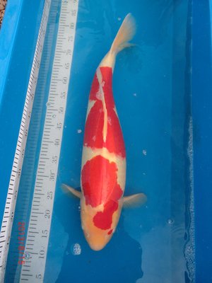 Kohaku - Senuma - Sansai - 66 cm - 01.08.2013 - 01.jpg