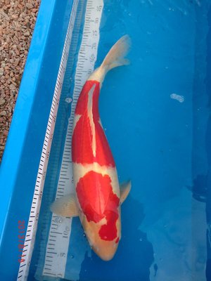 Kohaku - Senuma - Sansai - 66 cm - 01.08.2013 - 02.jpg