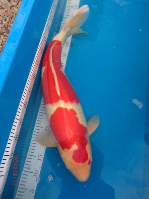 Kohaku - Senuma - Sansai - 66 cm - 01.08.2013 - 03.jpg