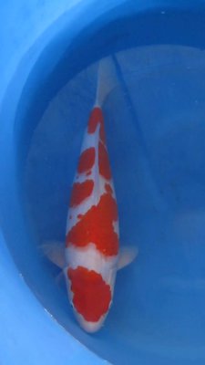Kohaku - Senuma - Nisai - 47cm -01.jpg