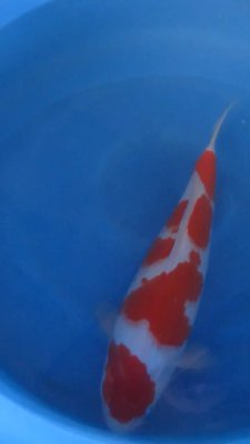 Kohaku - Senuma - Nisai - 47cm -03.jpg